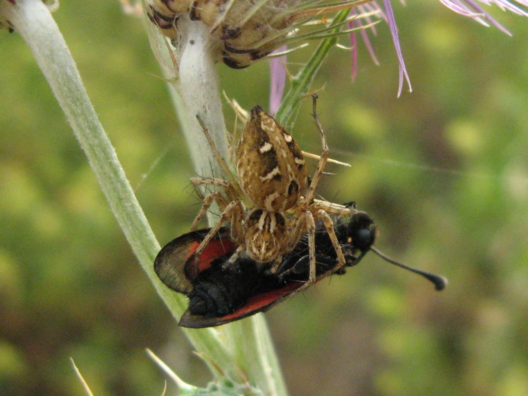 Oxyopes sp.